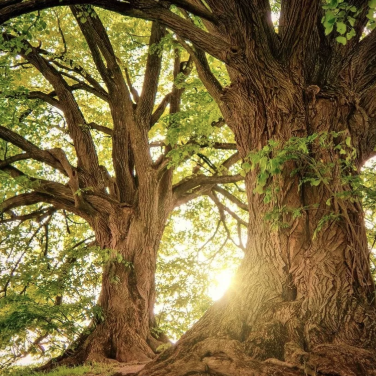 earth literacies